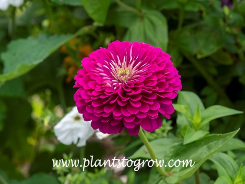 'Purple Prince' Zinnia (Zinnia elegans)